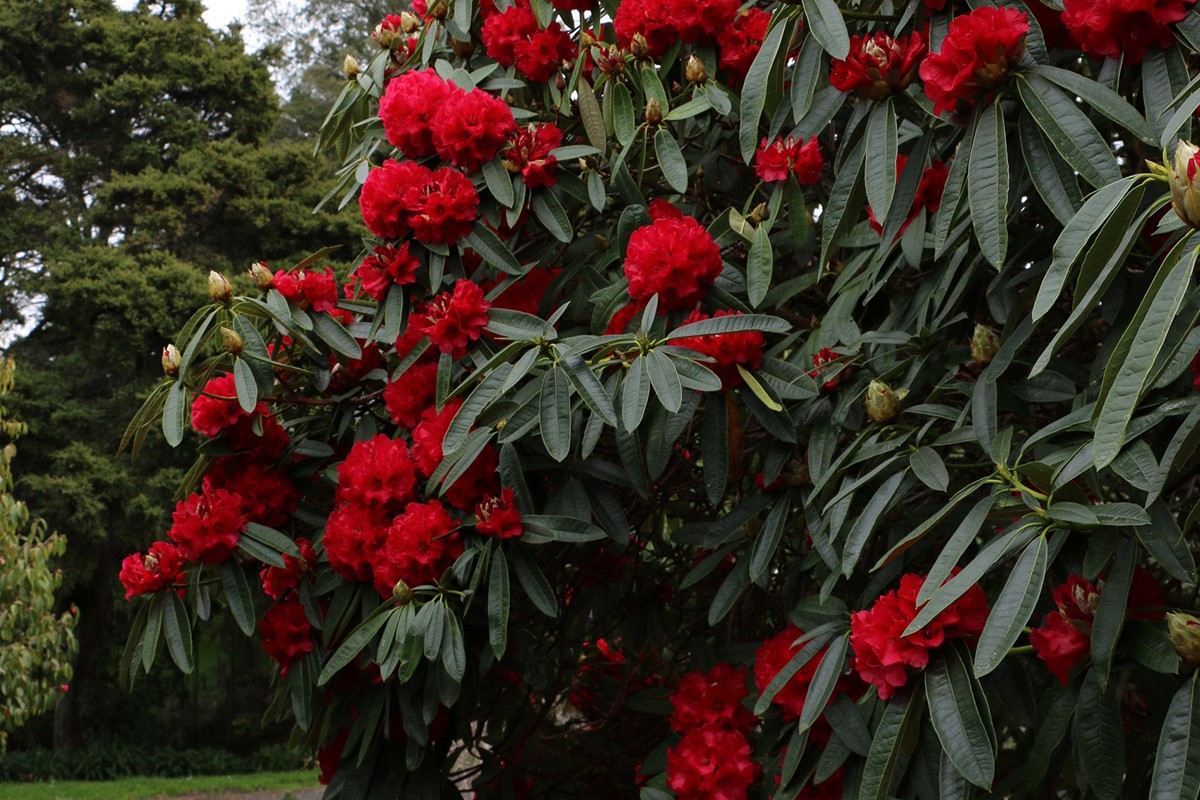 Rhododendron Kaponga (9).jpg